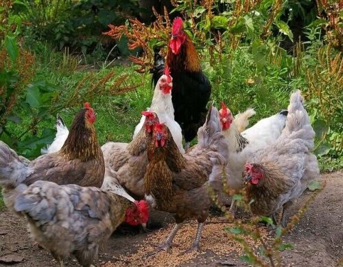 A group of different breeds of chickens.