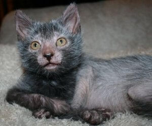 Wolf Cat: Meet the Lykoi, the New Feline Breed