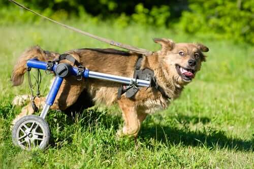 Wheelchairs for dogs can help increase mobility.