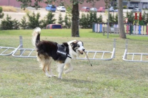 Albatrox running and doing some training.