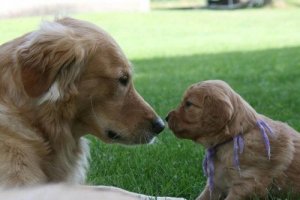 Avidog, A New Network That Helps Dogs and the Elderly