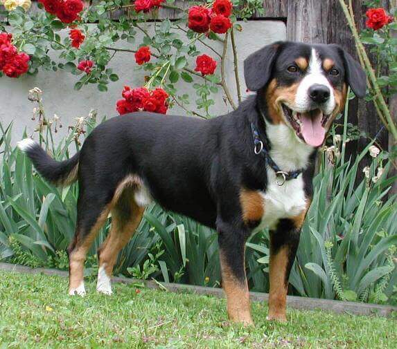 A dog in a rose garden.