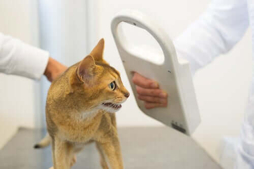 A vet checking a cat's microchip.