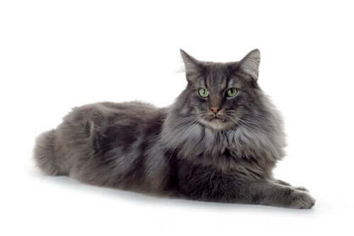 A dark-haired cat is laying down in a white room.