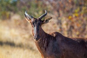 The Common Tsessebe: Habitat and Characteristics