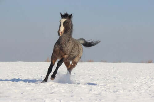 A picture of a horse running through a snowy field.