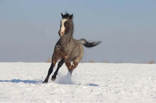 A picture of a horse running through a snowy field. 