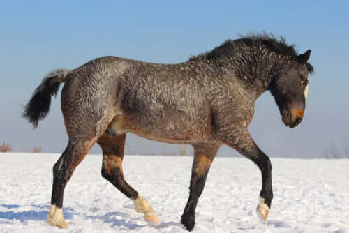 A curly horse trotting through the snow. 