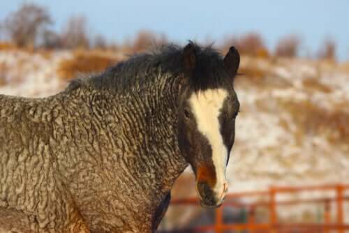 The Curly Horse: Mysterious and Hypoallergenic