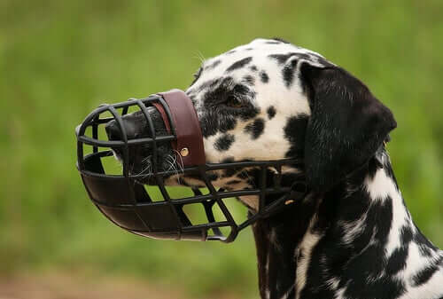 A Dalmatian with a muzzle on in a field.