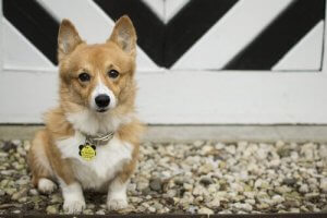 Can I Change A Dog's Name?