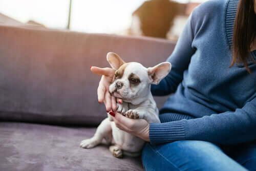 how should you greet a dog for the first time