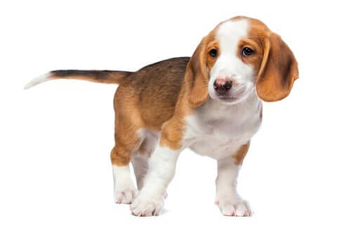 A puppy standing up in a white room.