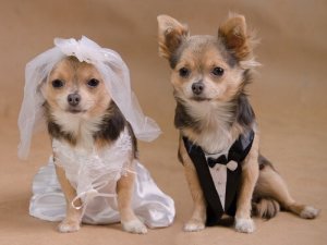 How to Throw a Dog Wedding for Your Four-Legged Friend