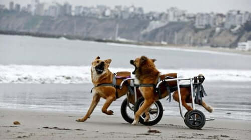Two dogs in wheelchairs on the beach.