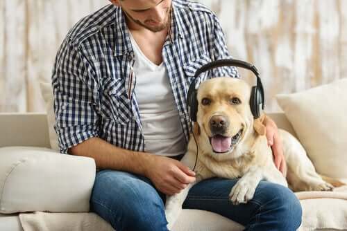 Dogs Love Rock Music, According to Experts