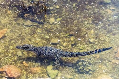 A Cuban crocodile is swimming through a shallow body of water.