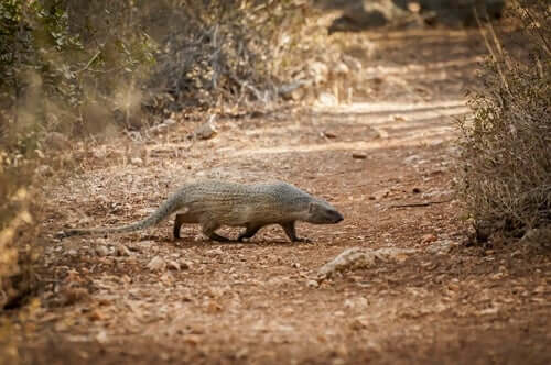 An Egyptian mongoose is walking across a path.