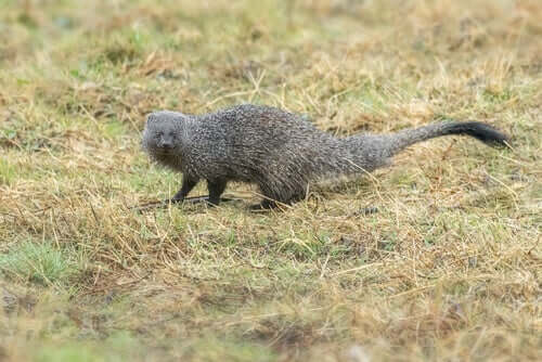 The Egyptian Mongoose: How Did It Get to Spain?