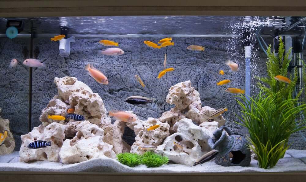 A large number of fishing swimming around in a home aquarium. 