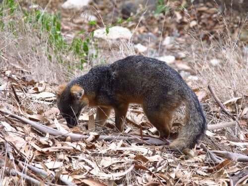 An island fox in the forest, sniffing leaves. 