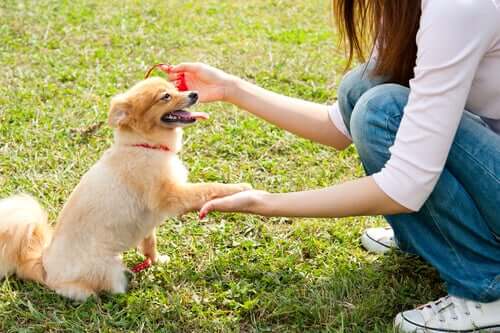 how should you greet a dog for the first time