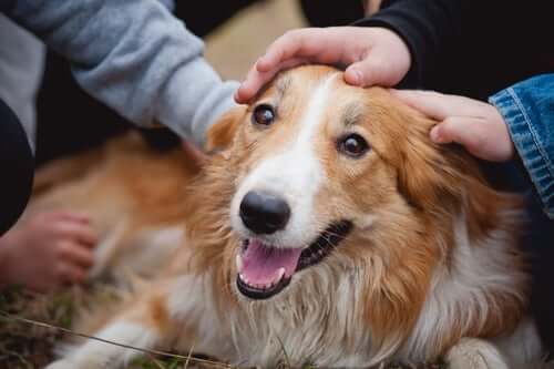 how should you greet a dog for the first time