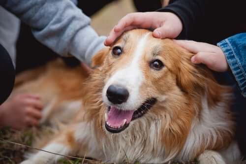People petting a happy dog.