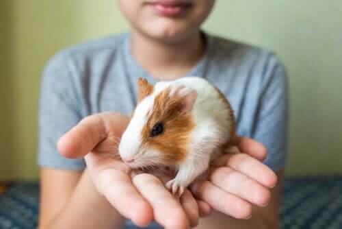 How to tame a guinea pig.