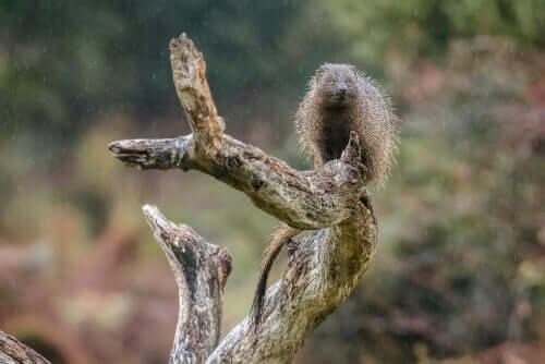 A herpestes-ichneumon (their scientific name) is standing on a fallen tree.