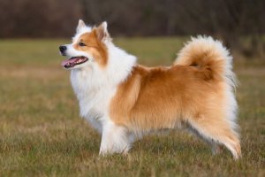 The Icelandic Sheepdog: Behavior and Characteristics