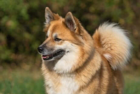 The Icelandic Sheepdog is known for its herding abilities.