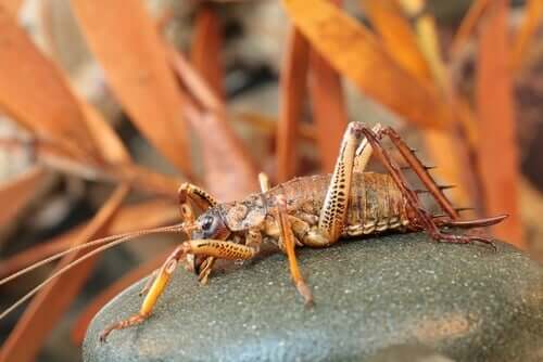 A picture shows a New Zealand weta sitting on a rock.