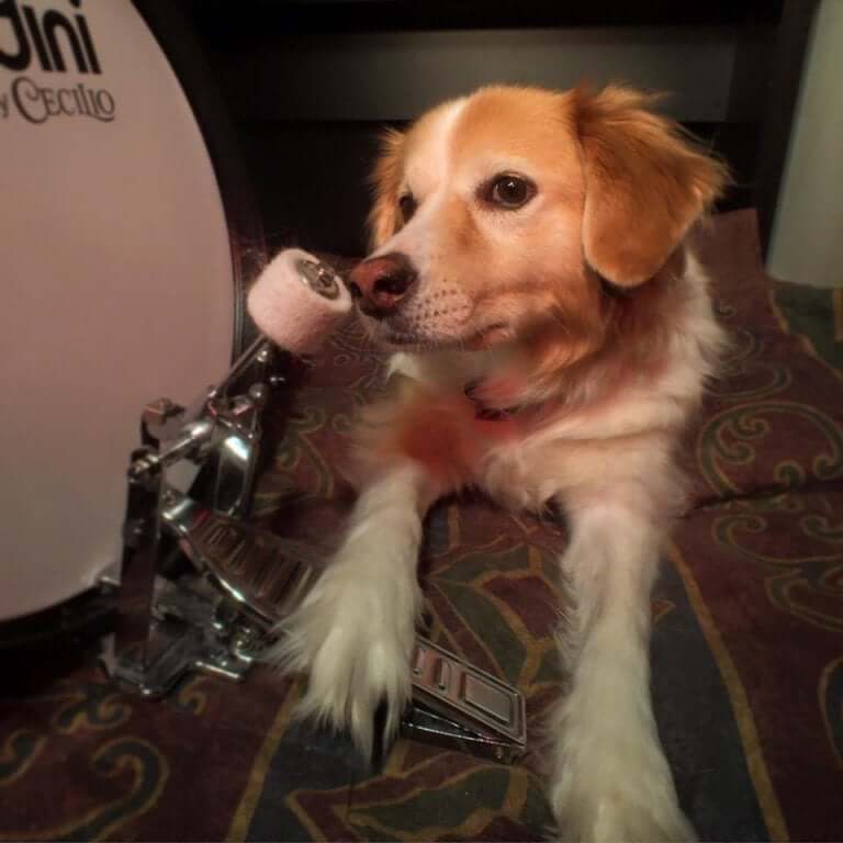 Maple is playing the drums to her owner's music.