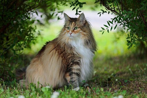 The Norwegian Forest Cat: A Surprisingly Unknown Breed