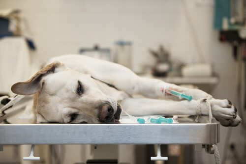 A dog that will donate blood laying on a table.