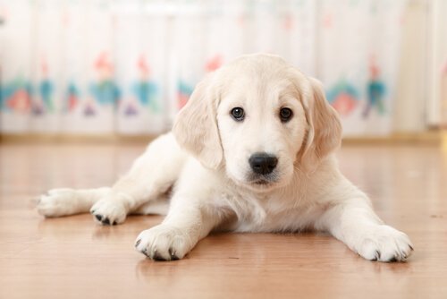 A cute puppy laying on the floor.