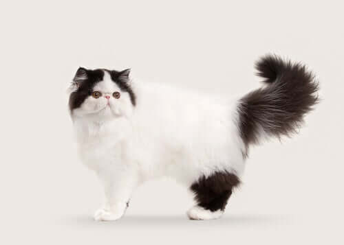 10 Semi-Longhaired and Long-Haired Cat Breeds