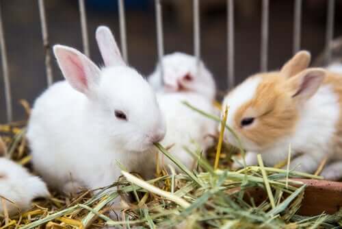 The Plants You Can Feed a Rabbit - My Animals