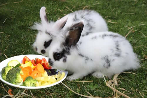 A couple rabbits eating vegetables off a plate in the middle of a yard.