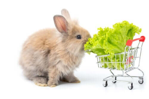 A rabbit eating lettuce from a mini shopping cart. 