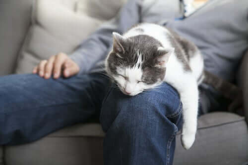 A cat sleeping on a man's leg.