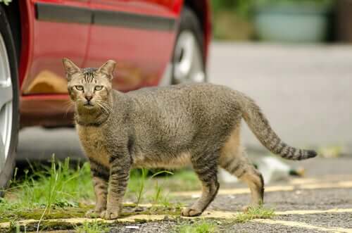 How to Prepare Your Home to Shelter a Stray Cat