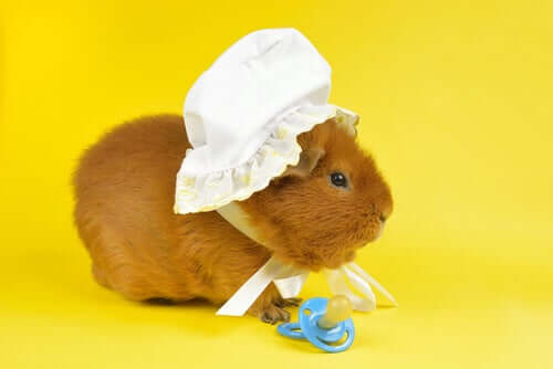 How to Tame a Guinea Pig: Tips and Tricks