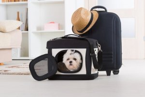 How Much Does it Cost to Fly with a Pet?