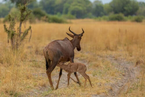 A tsessebe mother is walking while its baby nestles under it. 