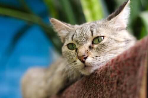 Learn How Cats Can Heal Themselves By Purring