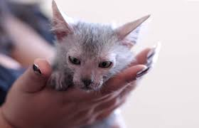 A person holding a wolf cat.