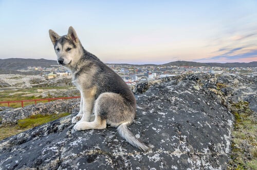 A Northern Inuit wolf sitting on a rock.