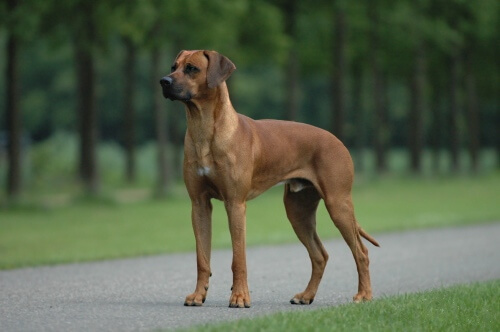 A Rhodesian ridgeback in a park.